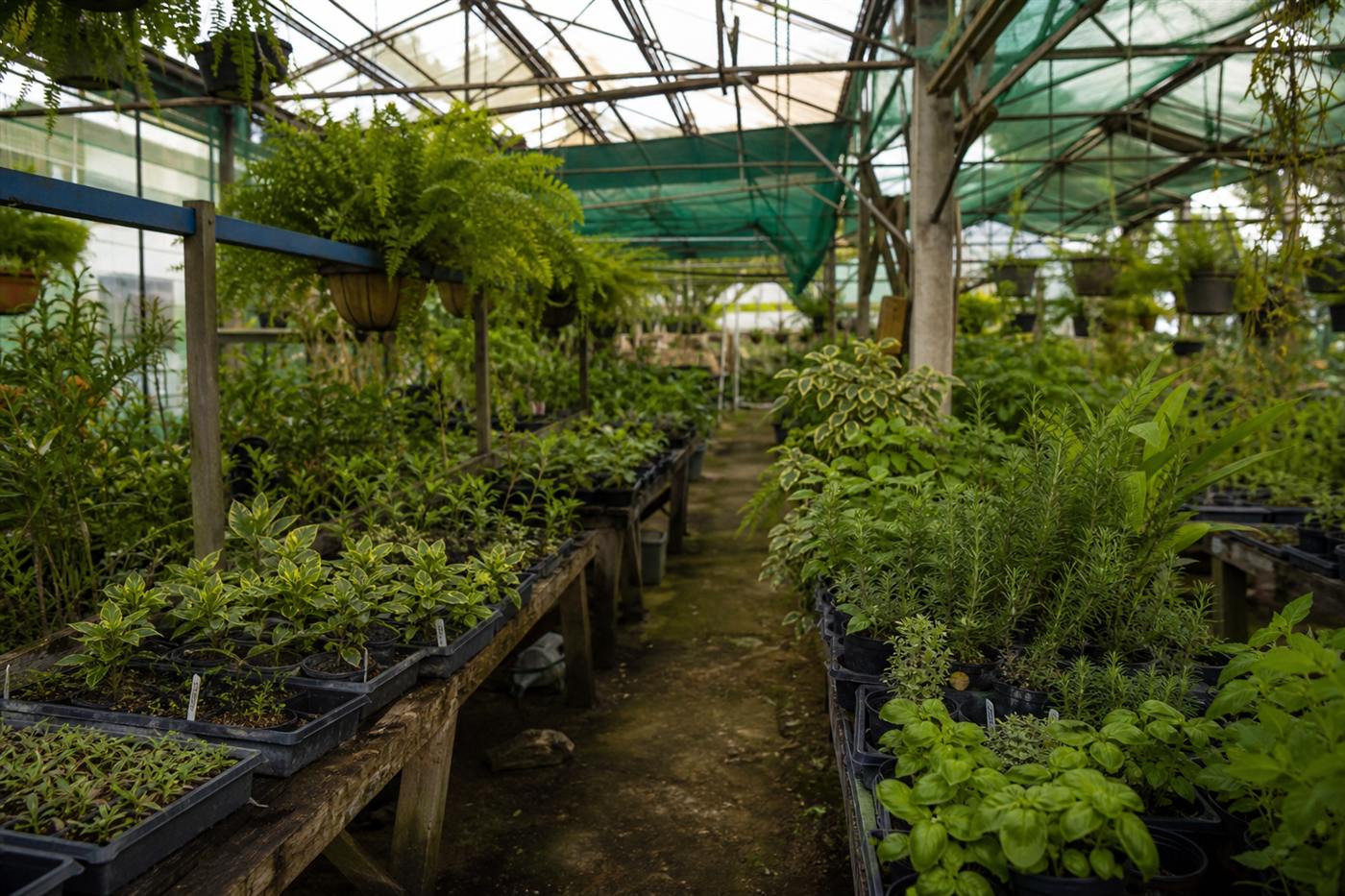 Green leaves against greenhouse glass